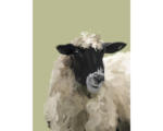 Hornbach Kunstdruck Sheep 30x40 cm