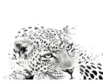 Hornbach Kunstdruck Leopard II 70x100 cm