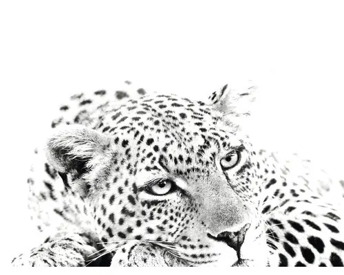 Kunstdruck Leopard II 80x120 cm