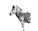 Hornbach Kunstdruck Zebra 30x40 cm