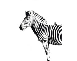 Kunstdruck Zebra 60x80 cm