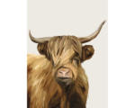 Hornbach Kunstdruck Highland Cow 60x80 cm