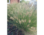 Hornbach Lampenputzergras FloraSelf Pennisetum alopecuroides 'Hameln' H 5-60 cm Co 3 L