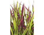 Hornbach Japanisches Blutgras FloraSelf Imperata cylindrica var. koenig.'Red Baron' Co 6 L