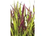 Hornbach Japanisches Blutgras FloraSelf Imperata cylindrica var. koenig.'Red Baron' Co 6 L