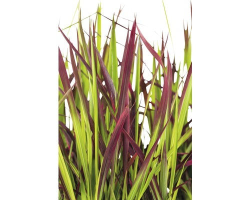 Japanisches Blutgras FloraSelf Imperata cylindrica var. koenig.'Red Baron' Co 6 L