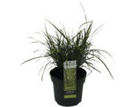 Hornbach Zwerg-Chinaschilf Zebragras FloraSelf Miscanthus sinensis 'Strictus Dwarf' H 10-100 cm Co 3 L