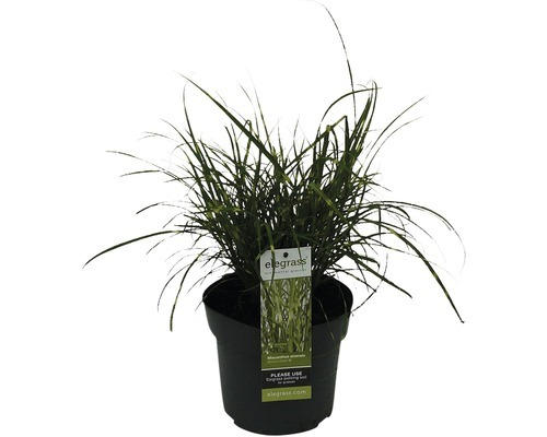 Zwerg-Chinaschilf Zebragras FloraSelf Miscanthus sinensis 'Strictus Dwarf' H 10-100 cm Co 3 L