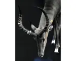 Hornbach Kunstdruck Impala 30x40 cm
