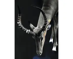 Kunstdruck Impala 18x24 cm