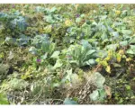 Hornbach Wildacker Herbst- und Winteräsungsgemisch 10 kg / 3300 m²