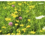 Hornbach Wildwiese mit Klee und Kräutern 10 kg / 2850 m²
