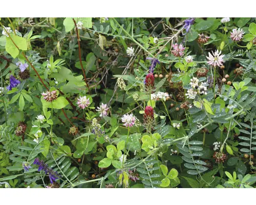 Wildacker Leguminosenmischung 10 kg / 1250 m²