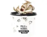 Hornbach Speisepilz-Anzuchtset Pilz aus dem Kübel