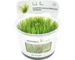 Hornbach Taiwan Moos - Taxiphyllum alternans Taiwan In-Vitro