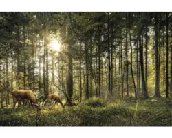 Leinwandbild Rehe im Wald 100x150 cm