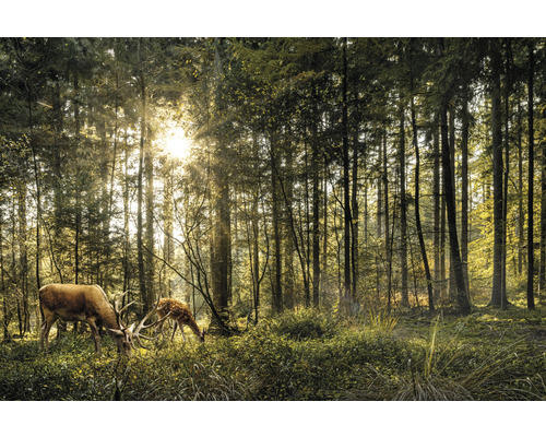 Leinwandbild Rehe im Wald 100x150 cm