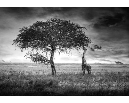 Leinwandbild Giraffe 80x116 cm