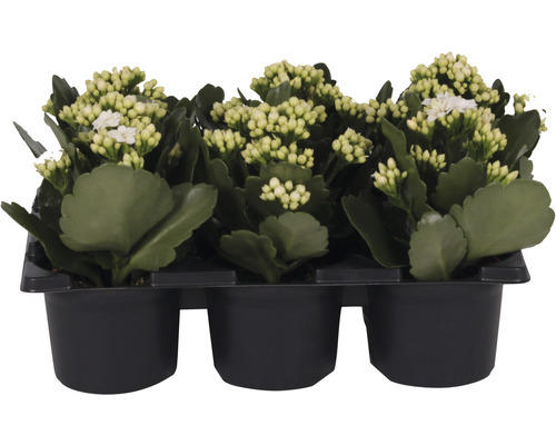 Miniblühpflanzen-Set Kalanchoe 'Don Cedro' Ø 7 cm Topf 6 Stk. weiß