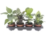 Hornbach Pflanzen-Set Easy Care 4er Pack Mix Ø 12 cm Topf