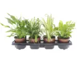 Hornbach Pflanzen-Set Wohngesundheit 4er Pack Mix Ø 12 cm Topf