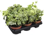 Hornbach Pflanzen-Set Efeu gelb-grün Hedera helix 'Goldchild' Ø 13 cm Topf 6 Stk.