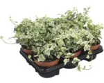 Hornbach Pflanzen-Set Efeu grün-weiß Hedera helix 'White Wonder' Ø 13 cm Topf 6 Stk.