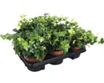 Hornbach Pflanzen-Set Efeu grün Hedera helix 'Wonder' Ø 13 cm Topf 6 Stk.