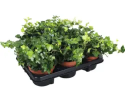 Pflanzen-Set Efeu grün Hedera helix 'Wonder' Ø 13 cm Topf 6 Stk.