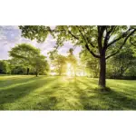 XXXLutz Lauterach - Ihr Möbelhaus bei Bregenz Vliestapete 400/250 cm