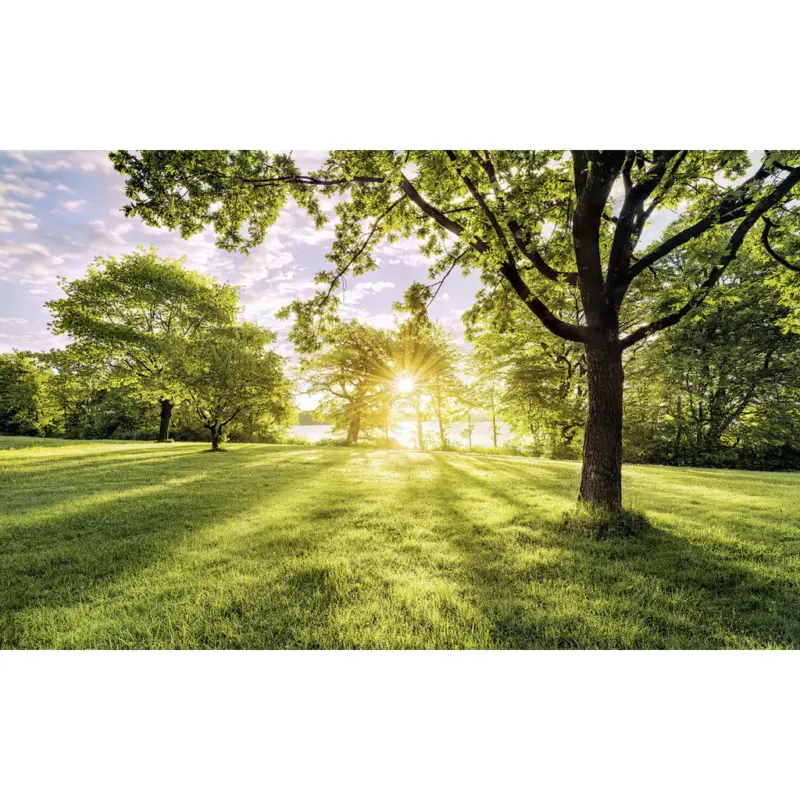 Vliestapete 400/250 cm