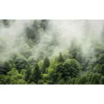 XXXLutz Lauterach - Ihr M&ouml;belhaus bei Bregenz Vliestapete 400/250 cm