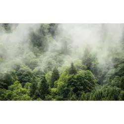 Vliestapete 400/250 cm