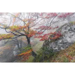 Vliestapete 300/200/cm cm