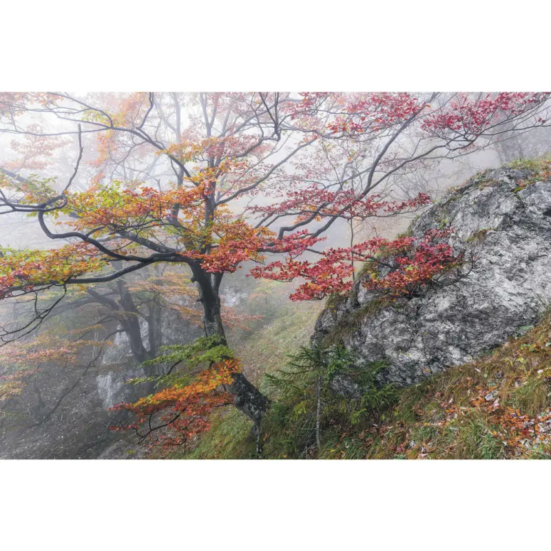 Vliestapete 300/200/cm cm