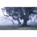 XXXLutz Lauterach - Ihr Möbelhaus bei Bregenz Vliestapete 400/250/cm cm