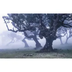 Vliestapete 400/250/cm cm