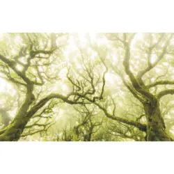 Vliestapete 400/250/cm cm