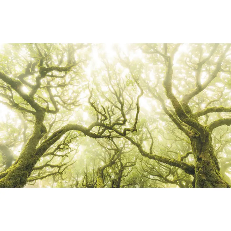 Vliestapete 400/250/cm cm