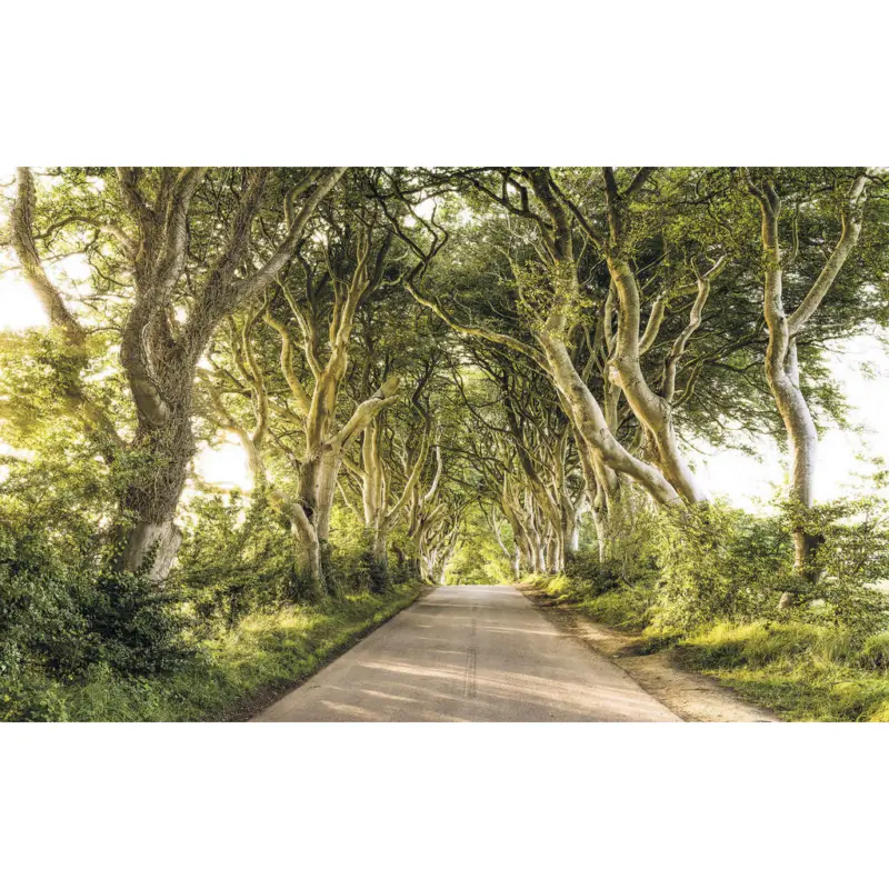 Vliestapete 400/250/cm cm