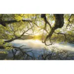 XXXLutz Lauterach - Ihr M&ouml;belhaus bei Bregenz Vliestapete 400/250/cm cm