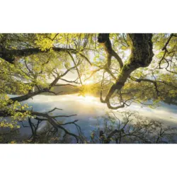 Vliestapete 400/250/cm cm