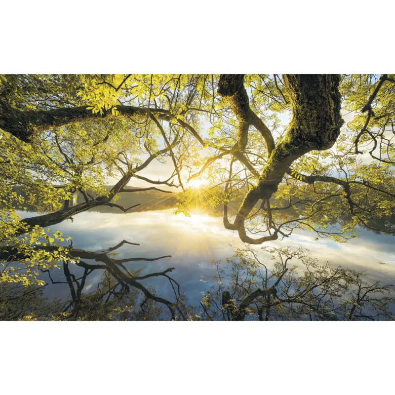 Vliestapete 400/250/cm cm