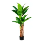 XXXLutz Lauterach - Ihr Möbelhaus bei Bregenz Bananenpflanze