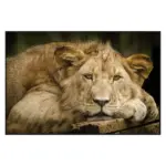 XXXLutz Lauterach - Ihr Möbelhaus bei Bregenz Glasbild 120/80 cm