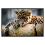 XXXLutz Lauterach - Ihr Möbelhaus bei Bregenz Glasbild 120/80 cm