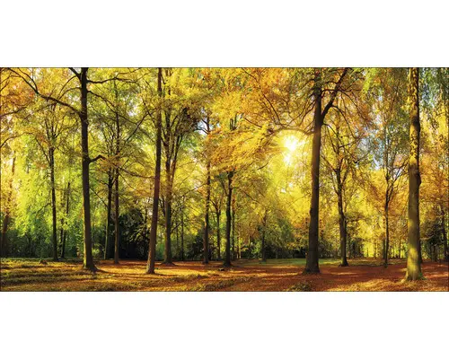 Leinwandbild Sunset in forest III 50x100 cm