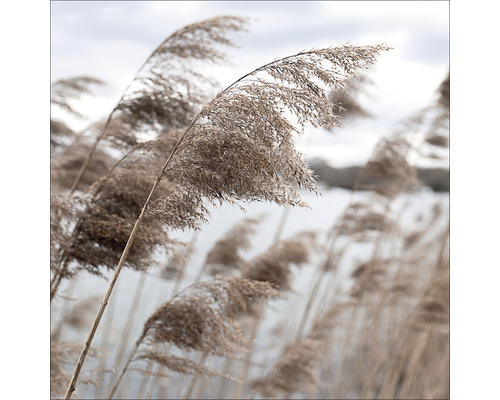 Glasbild In The Breeze VI 20x20 cm