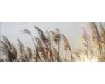 Hornbach Glasbild Dried Fiber II 30x80 cm