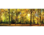 Hornbach Glasbild Sunshine in the forest 50x125 cm